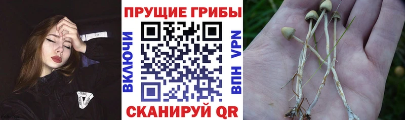 Псилоцибиновые грибы Psilocybe Гатчина